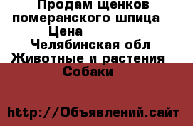 Продам щенков померанского шпица  › Цена ­ 23 000 - Челябинская обл. Животные и растения » Собаки   
